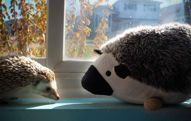 Hedgehogs15 Ёжики настоящие и нет
