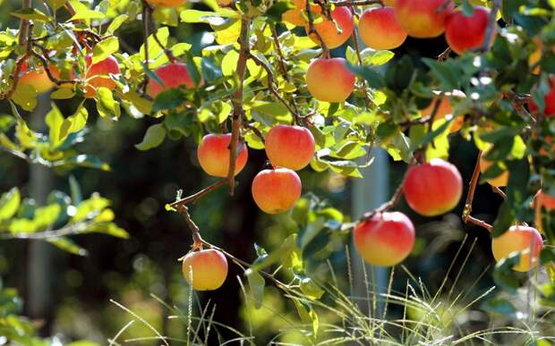 Картинки по запросу fruits in garden