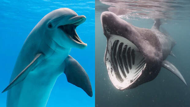 Акулы сильно боятся дельфинов