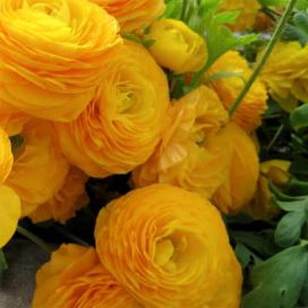 Ранункулюс, или садовый лютик (Yellow ranunculus)