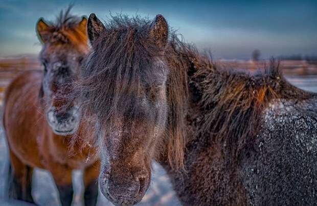 В краю, где зимний день длится всего 3 часа, а температура падает до -60° C, способен выжить лишь сильнейший Порода, животные, лошадь, россия, саха, фото, якут, якутия