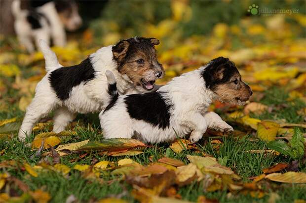 NewPix. ru - Милые щенки от фотографа Юлианы Мейер