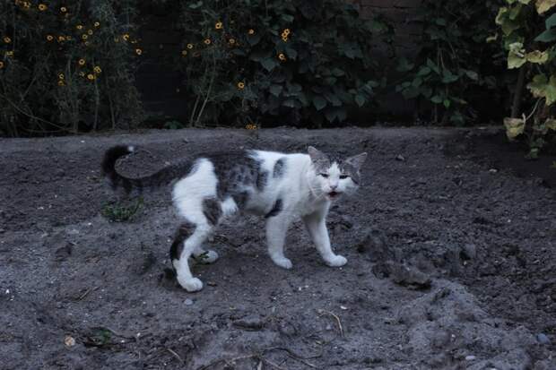 Очень колоритные уличные коты бездомные, город, кот, кошка, улица, уличные кошки, эстетика