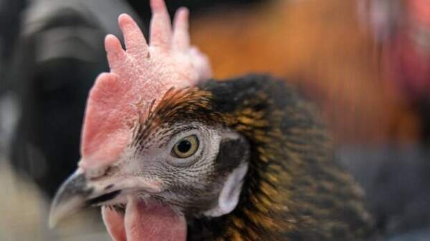 Курица, которой отрубили голову. Почему украинские эксперты сравнивают Украину с потерявшей голову птицей