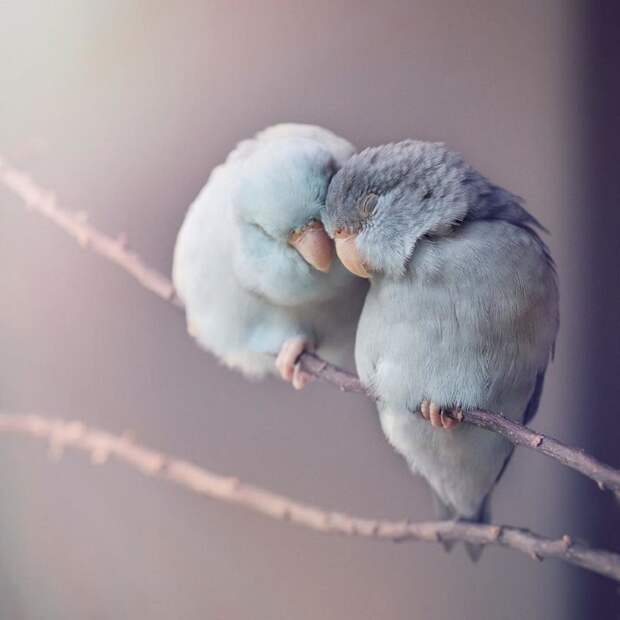 Фото влюбленных пастельных попугаев, которые растопят ваше сердечко животные, красота, милота, попугай, природа, птичка