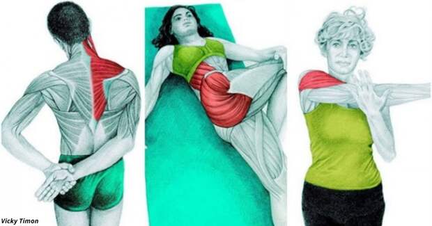 34 картинки о том, какие именно мышцы вы растягиваете во время разных упражнений