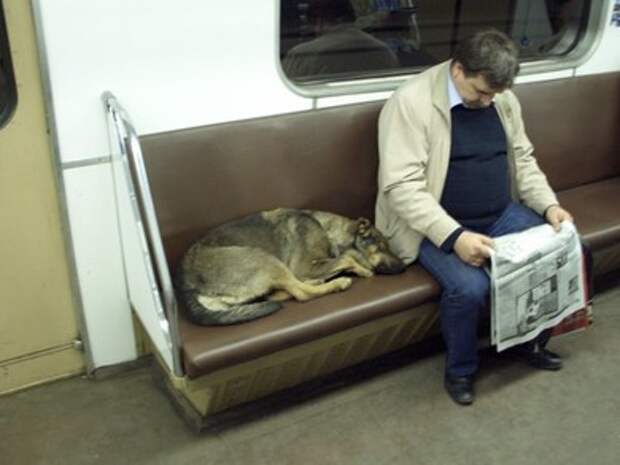 Социальное поведение собак в Москве. Эволюция на наших глазах?