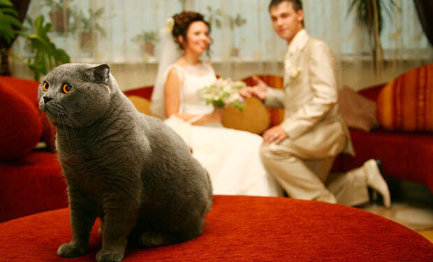 Невеста отменила свадьбу с бюджетом 4 миллиона из-за кота. В чем он провинился