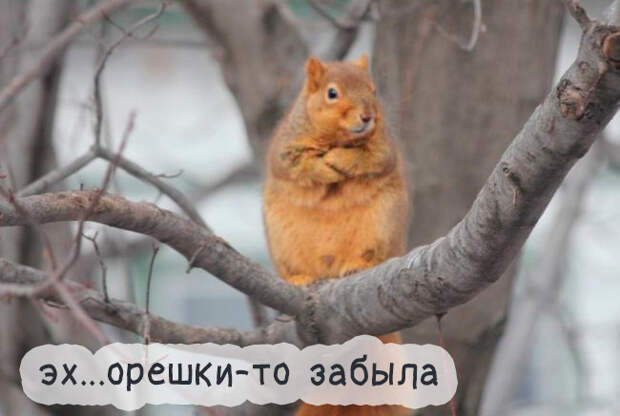 Юмор и прикольные картинки Юмор и прикольные картинки