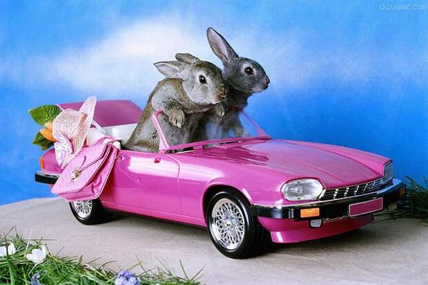 Животные на выезде AnimalRide14 Животные на выезде