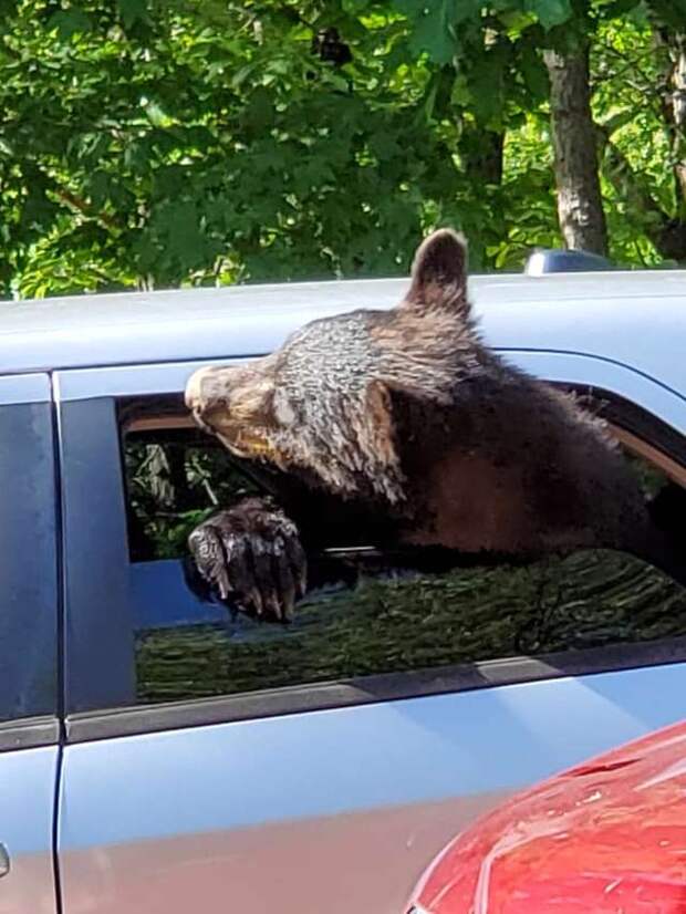 Мужчина оставил машину у леса, и медвежата преподали ему ценный урок дикие животные, животные, история, медведи, неожиданно, фото