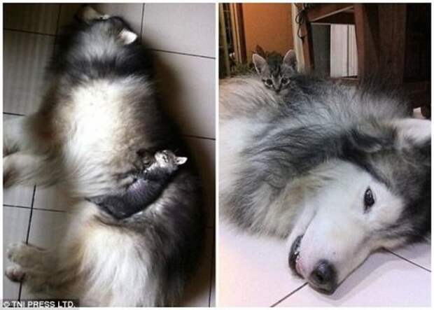 Кошки, заснувшие на собаках (28 фото)
