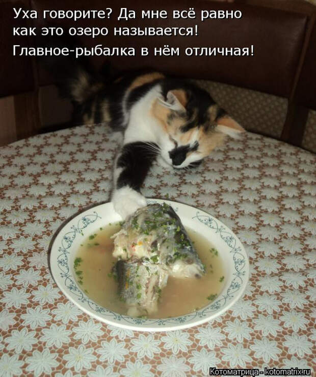 kotomatritsa_l (585x700, 421Kb)