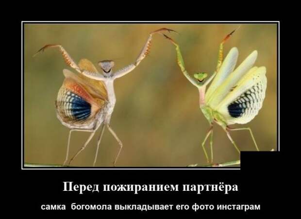 demotivatory-demotivator-smeshnye-demotivatory-demotivator-so-smyslom