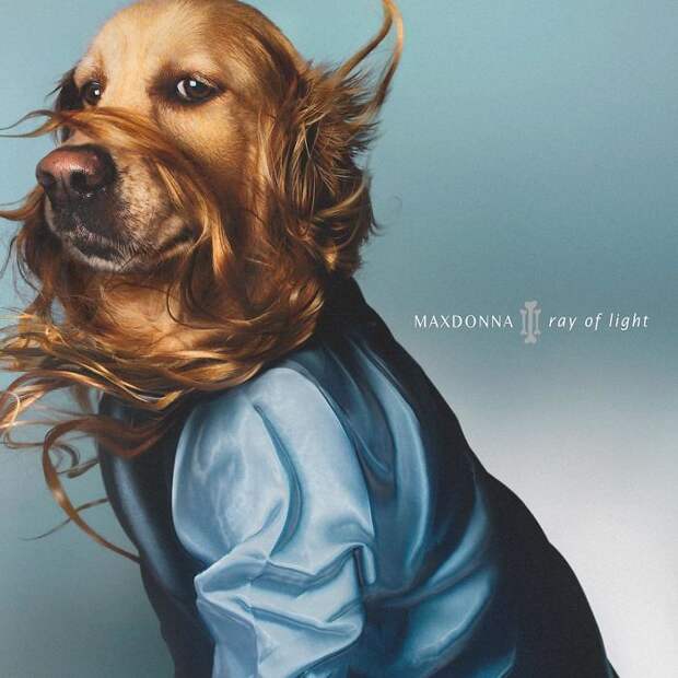 https://static.boredpanda.com/blog/wp-content/uploads/2018/07/iconic-madonna-scenes-dog-recreation-maxdonna-vincent-flouret-5b5ae473755c8__700.jpg