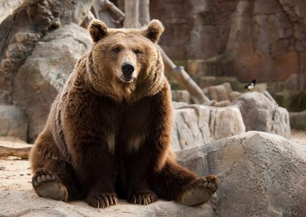 Медведей все боятся, и русские в том числе… Или нет?