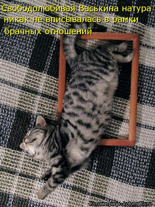 kotomatritsa_O (500x667, 321Kb)