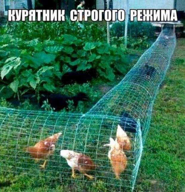 Подборка легкого юмора. Часть 6 (36 фото)