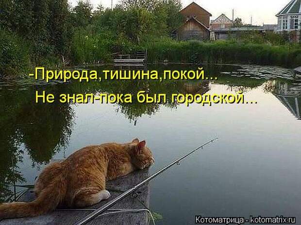 Лучшие котоматрицы недели (50 фото)