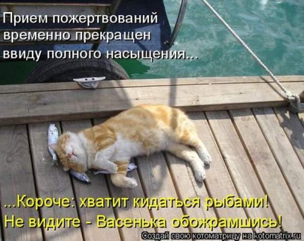 Лучшие котоматрицы недели, 35 шт.