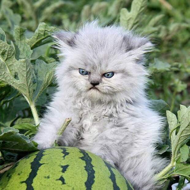 Сердитые котейки