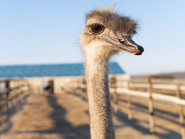 Прячут ли страусы голову в песок? Объяснение для детей и советы родителям