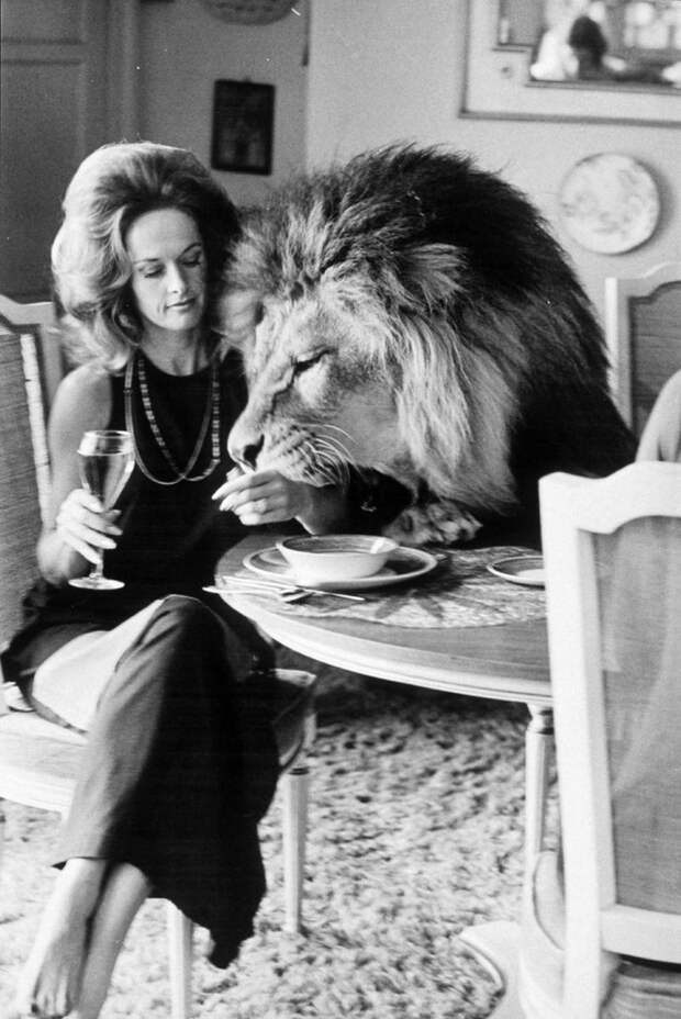 2. Актриса Типпи Хедрен во время фотосессии со своим львом в 1970 году век, мир, прошлое, снимок, событие, странность, фотография
