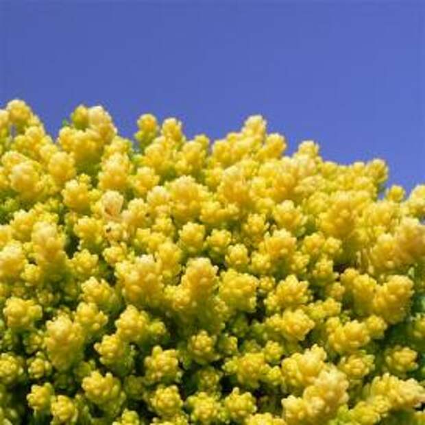 Седум (Yellow Sedum acre)