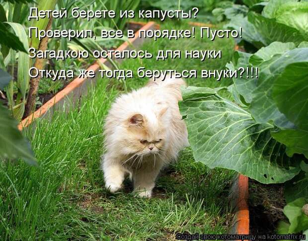 Котоматрица: Детей берете из капусты? Проверил, все в порядке! Пусто! Загадкою осталось для науки Откуда же тогда беруться внуки?!!!