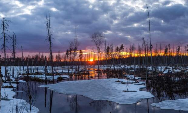 Болота Ленинградской области, которые поражают своей красотой
