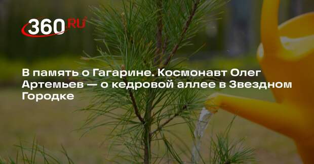 Высаженные на экоакции в Звездном Городке кедры прижились