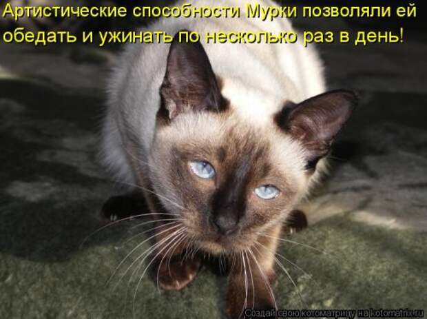 Лучшая котоматрица на Бугаге (29 шт)