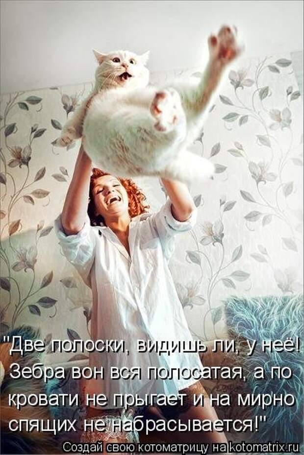 Лучшая котоматрица недели (34 фото)