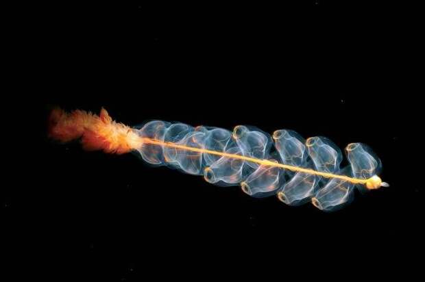 Морские существа, похожие на инопланетные формы жизни Морские существа, похожие на инопланетные формы жизни инопланетяне, море, рыбы, существа