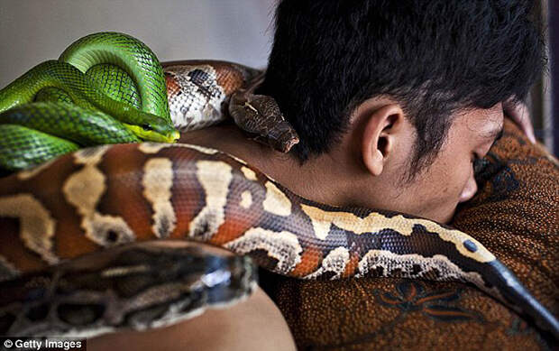 Змеиный массаж snakemassage01 Змеиный массаж