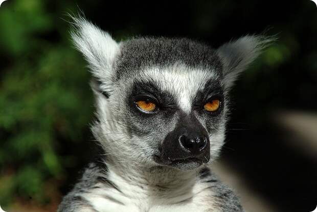 Кошачий или кольцехвостый лемур (лат. Lemur catta)