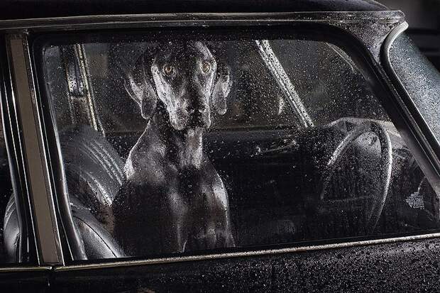 Животные на выезде AnimalRide18 Животные на выезде