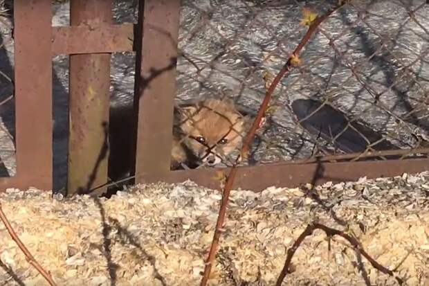 В Ленинградской области дачники спасли лисенка, на которого нападали дикие коты