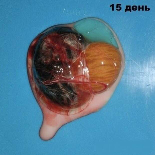 Не спешите выкидывать разбитое яйцо. Не спешите выкидывать разбитое яйцо.