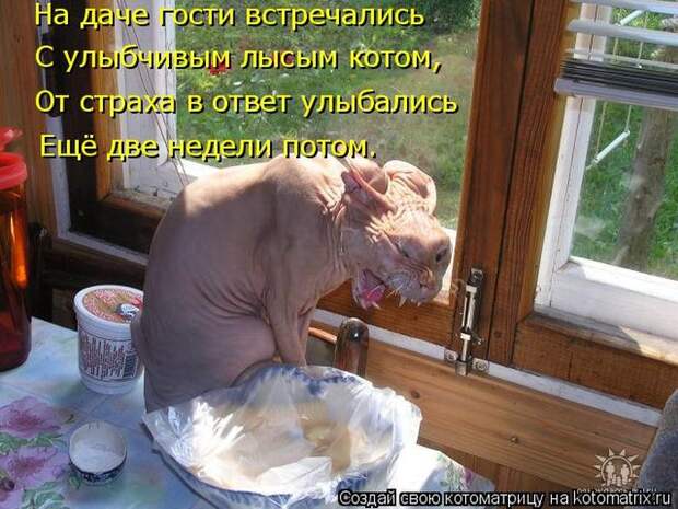 Лучшие котоматрицы недели (50 фото)
