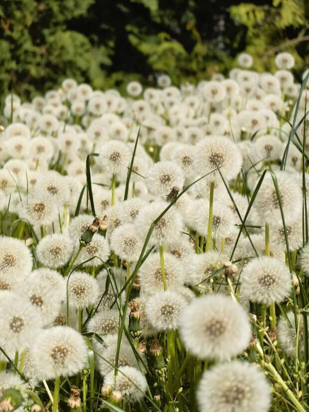 Одуванчиковое царство в ожидании