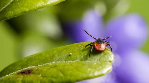 Клещи, которые идут за вами: чем опасны Hyalomma и почему они меняют правила выживания на природе