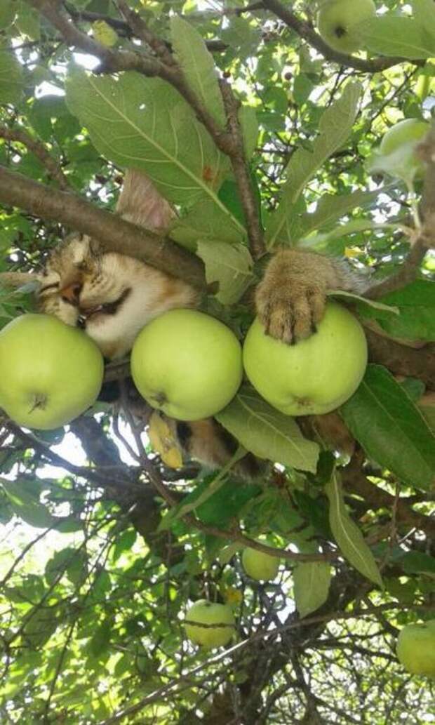 Кот в яблоках