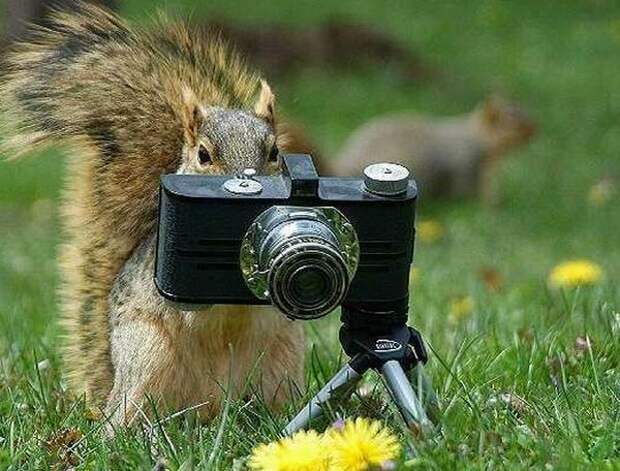 Животные-фотографы (30 фото)