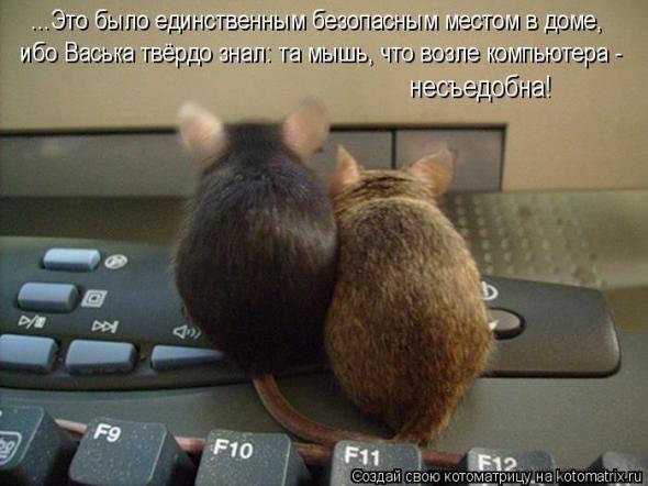 Котоматрицы(картинки с надписями)