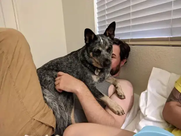 Питомцы, которые не знают границ когда, нравится, просто, смотрю, через, моюсь»«Это, просыпаюсь, достаточно, чтобы, занять, Иногда, стул»Когда, контролирует, питомцы, понятие, личных, границ, перестаёт, живут, огромны«Это