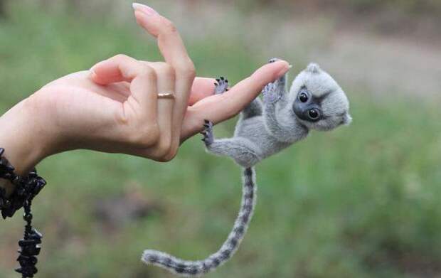Игрунка — маленькая обезьянка с большими глазами. Краткое описание вида
