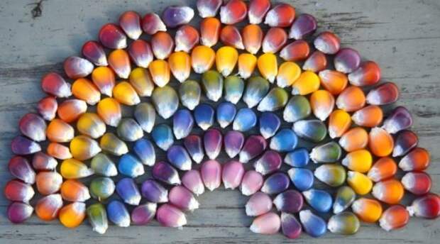 Радужная кукуруза. \ Фото: ogorod365.ru. Радужная кукуруза. \ Фото: ogorod365.ru.