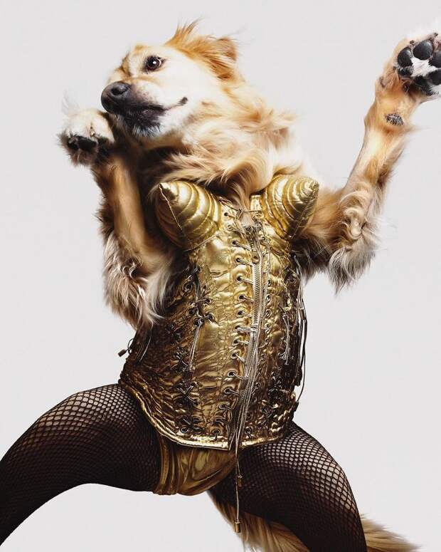 https://static.boredpanda.com/blog/wp-content/uploads/2018/07/iconic-madonna-scenes-dog-recreation-maxdonna-vincent-flouret-5b5ae494b9eea__700.jpg