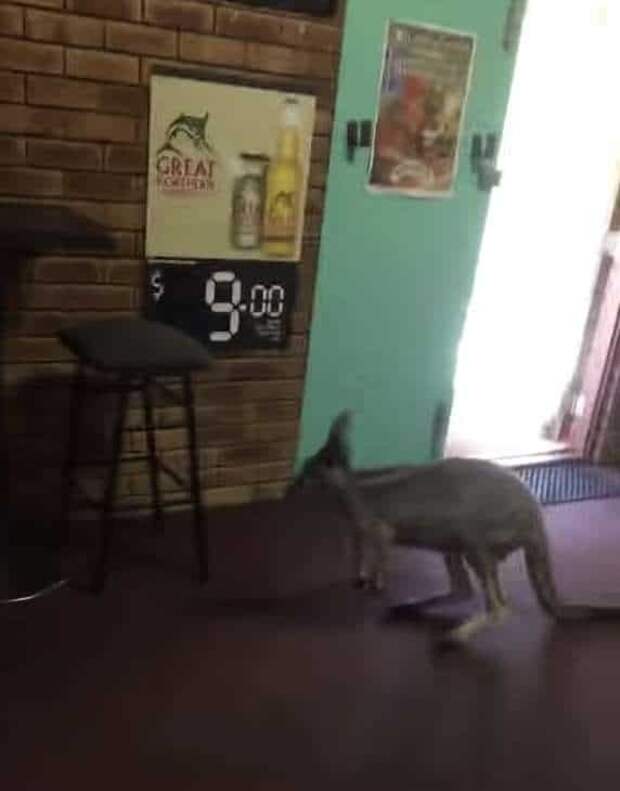 кенгуру в баре